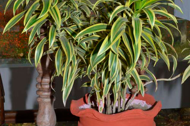 Hotel Bilju Inn Reviews